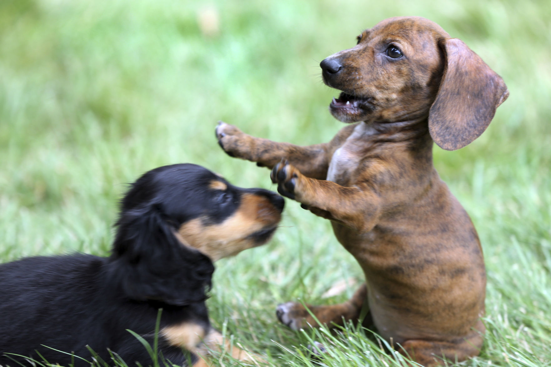 Puppies